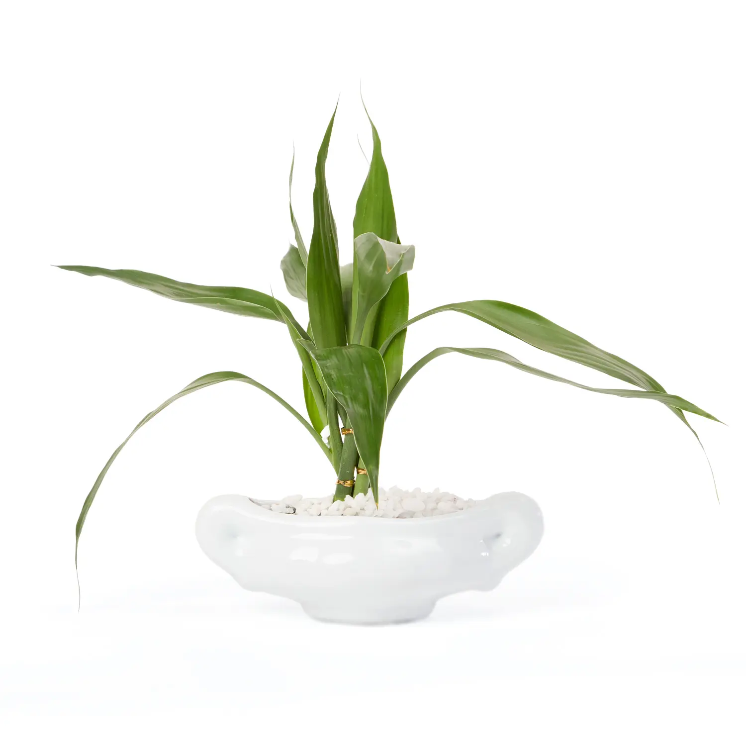 Dracena Mini Cerca Planta Natural Timlog